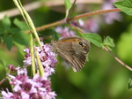 FZ006864 Meadow Brown butterfly (Maniola jurtina).jpg